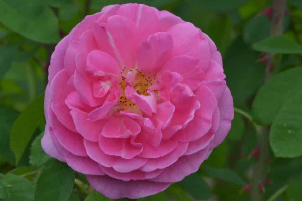 parfum d'ispahan