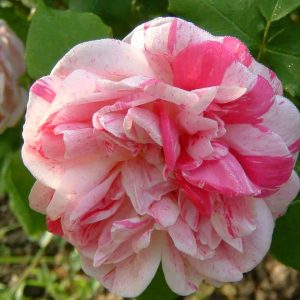 Honorine de brabant