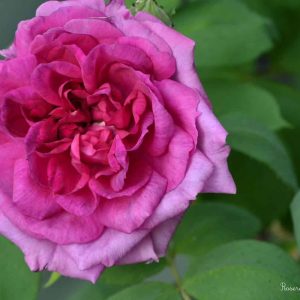 Reine des violettes
