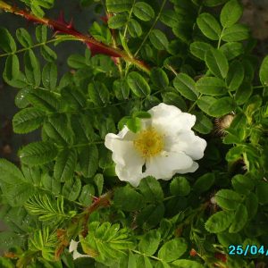 Rosa omeiensis