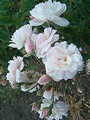 Blush noisette