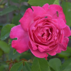 Caprice de Meilland ®