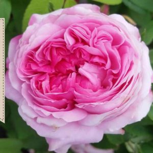 Comte de Chambord