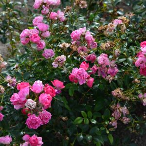 Féérie fuchsia