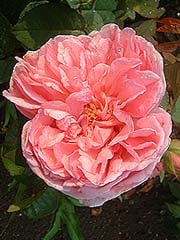 Mme ernest calvat