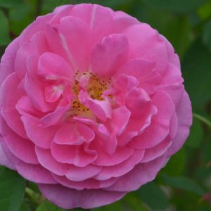Parfum d'ispahan