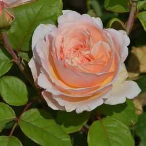 Princesse Charlène de Monaco ®