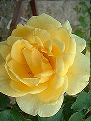 Rimosa ®
