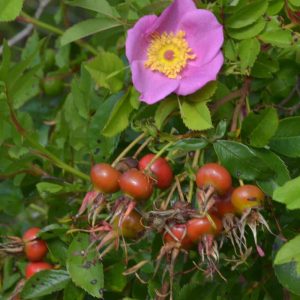 Rosa carolina