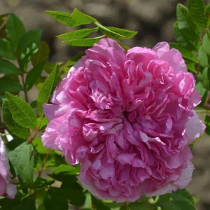 Rosa roxburghii plena