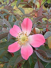 Rosa rubrifolia