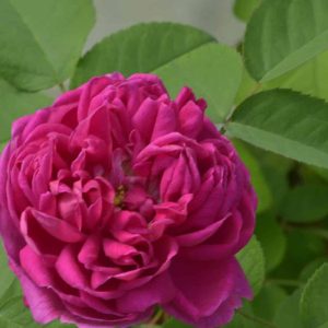 Rose de rescht